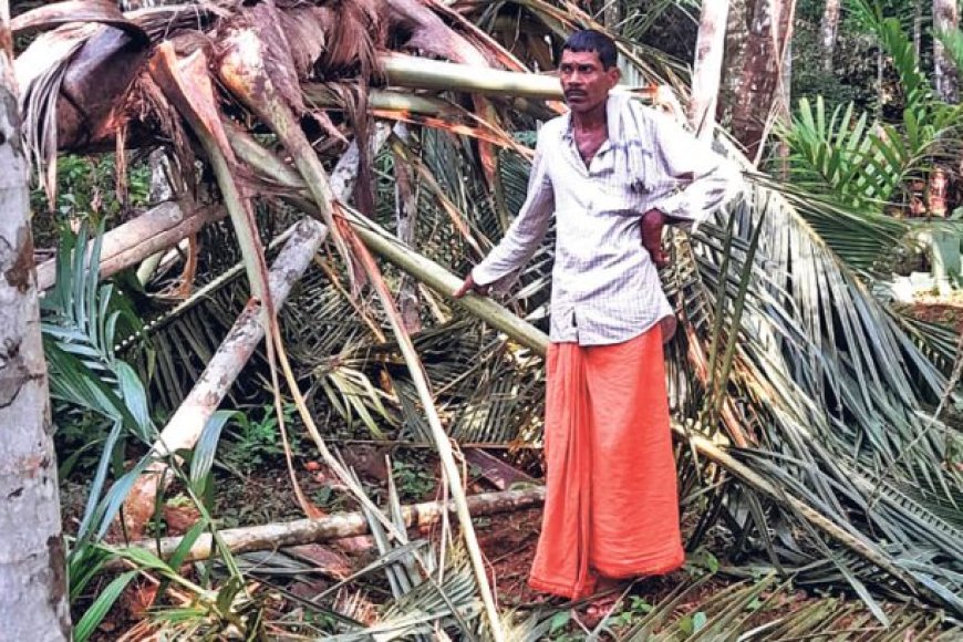 ಮಂಡೆಕೋಲು ಗ್ರಾಮದಲ್ಲಿ ಕಾಡಾನೆ ಧಾಳಿ, ತೋಟ, ಕೃಷಿ ನಾಶ,