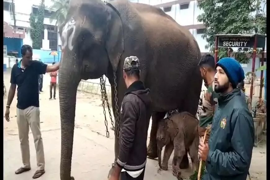 ಶಿವಮೊಗ್ಗ: ಉತ್ಸವಕ್ಕೆ ಬಂದ ಆನೆಗೆ ಹೆರಿಗೆ,  ಜಂಬೂ ಸವಾರಿ ರದ್ದು!